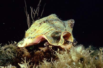 conch