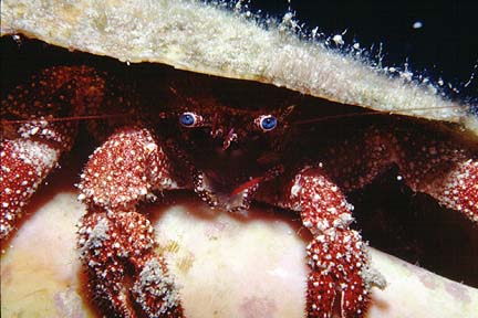 crabby