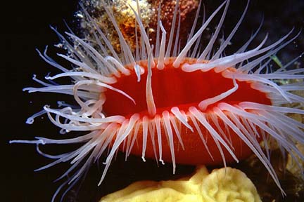 flamescallop