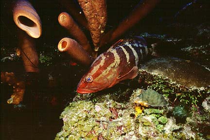 grouper