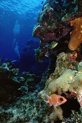 reef