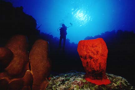 spongndiver