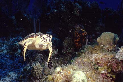 turtle2
