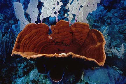 vasesponge