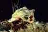 conch