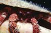 crabby