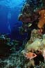reef