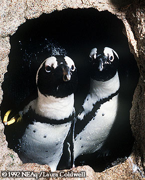 Penguin Couple
