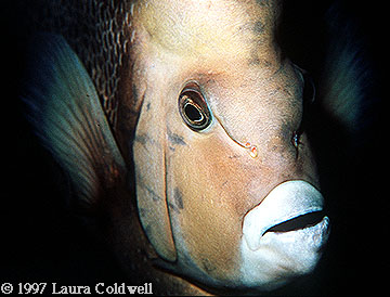 Angel Fish 1
