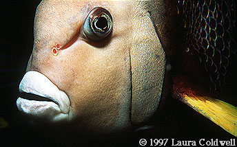 Angel Fish 2
