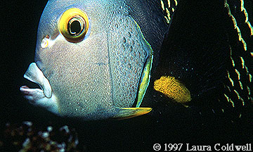 Angel Fish 3
