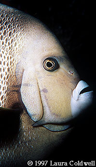 Angel Fish 4