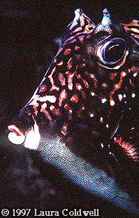 Cowfish