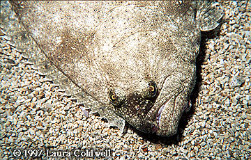 Flounder