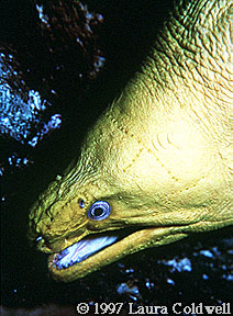 Green Moray