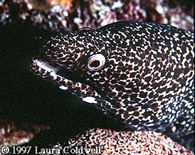 Spotted Moray