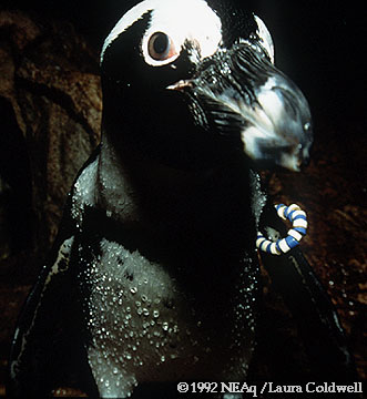 Benny the Penguin