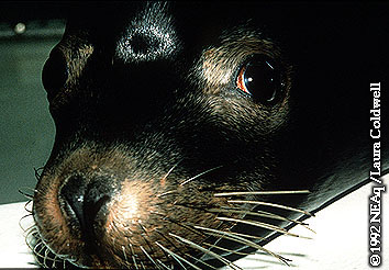 Guthrie  Closeup