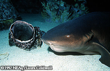 Nurse Shark