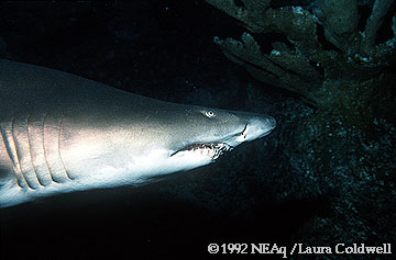 Tiger Shark