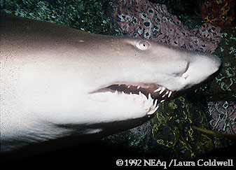 Tiger Shark
