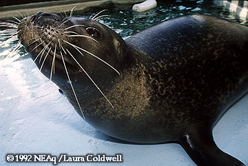 Trumpet the Seal