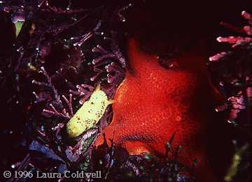 Lemon Drop Nudibranch