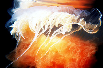 Lion Jelly