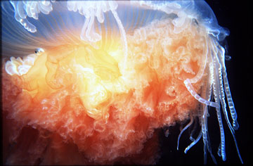 Lion Jelly