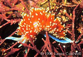 Horned Nudibranch